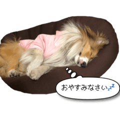 [LINEスタンプ] シェルティの吹き出しスタンプ
