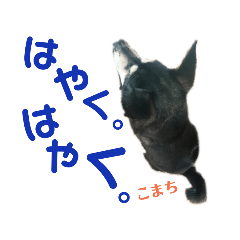 [LINEスタンプ] 黒柴犬こまちの生活