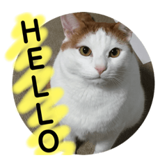 [LINEスタンプ] ニャックと申します。 