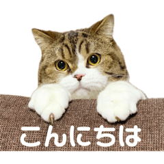 [LINEスタンプ] 猫の『まめすけ』 和み編 