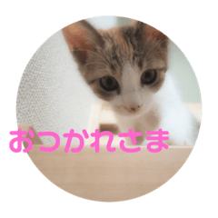 [LINEスタンプ] ミケ猫の日常スタンプ