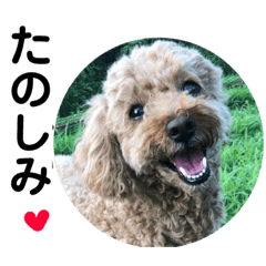 [LINEスタンプ] ニコの友達プードルのココアちゃん