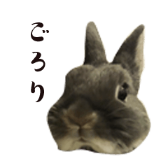 [LINEスタンプ] ごろりのスタンプ