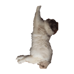 [LINEスタンプ] 猫ちゃん's