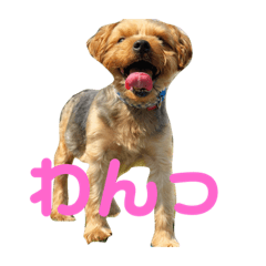 [LINEスタンプ] まろたんのすたんぷ