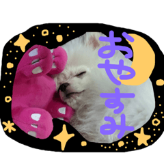 [LINEスタンプ] ポメラニアンのらいがくん