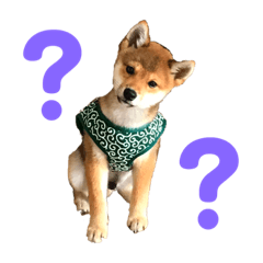 [LINEスタンプ] 豆柴 信玄くん