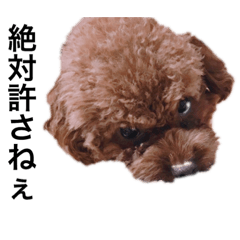 [LINEスタンプ] プチ犬たちのスタンプ