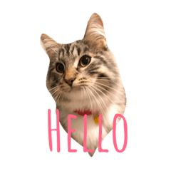 [LINEスタンプ] おむぎのスタンプ