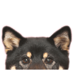 [LINEスタンプ] 黒柴らんちゃんとお友達スタンプ