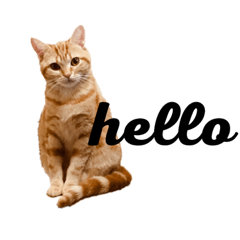 [LINEスタンプ] ねこのわこ