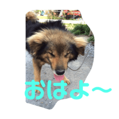 [LINEスタンプ] ヤンチャな武蔵