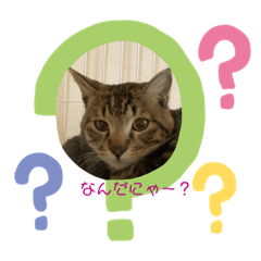 [LINEスタンプ] トラちやん