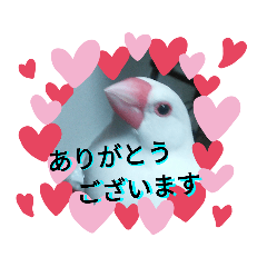 [LINEスタンプ] 白松～スタンプ～