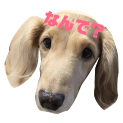 [LINEスタンプ] カワ犬❤︎Leoのキモチ①