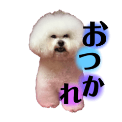 [LINEスタンプ] 博多のビションフリーゼ1