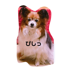 [LINEスタンプ] パピヨンのベリー 2