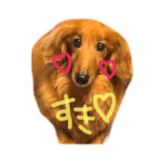 [LINEスタンプ] ろちゃん