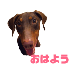 [LINEスタンプ] ドーベルマンチャビ のスタンプ