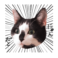 [LINEスタンプ] 我が家のねこちゃまスタンプ