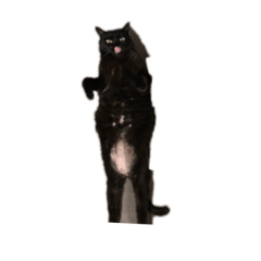 [LINEスタンプ] 猫スタンプ（黒猫、サバ猫）