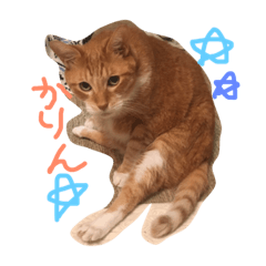 [LINEスタンプ] はぎわら家のねこたち