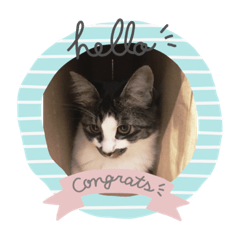 [LINEスタンプ] 猫たまらーん