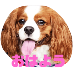 [LINEスタンプ] キャバリア♡プリンちゃん