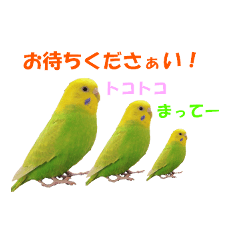 [LINEスタンプ] インコちゃんの日常 2