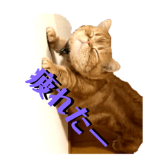 [LINEスタンプ] マンチカンのチョコたん