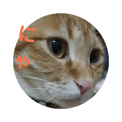 [LINEスタンプ] とらくろの日常