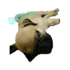 [LINEスタンプ] パグの気持ち。 