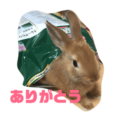 [LINEスタンプ] ウサギのラテ
