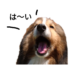 [LINEスタンプ] シェルティいろいろスタンプ