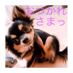 [LINEスタンプ] 黒チワワのひめたん