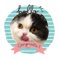 [LINEスタンプ] 猫ゆめ 