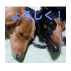 [LINEスタンプ] チョパソラ 