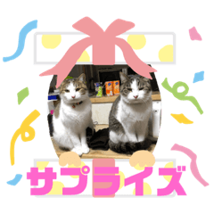 [LINEスタンプ] 猫のそらともも2 