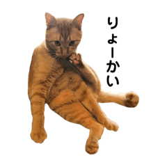 [LINEスタンプ] 癒され隊にゃんこ編