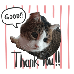 [LINEスタンプ] 癒し猫＆癒し犬 