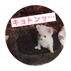 [LINEスタンプ] ポメチワのあめ