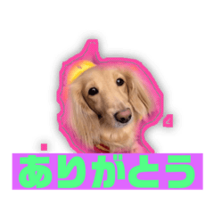 [LINEスタンプ] ペットのくうちゃん