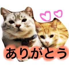 [LINEスタンプ] うちのかわいこ達
