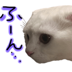 [LINEスタンプ] 白猫の使えるスタンプ