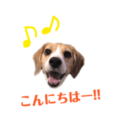 [LINEスタンプ] ビーグル犬BECK④
