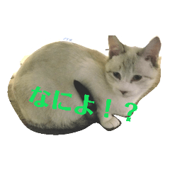 [LINEスタンプ] wagashineko