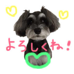 [LINEスタンプ] 犬のいる暮らしシュナイヴ Ⅰ 
