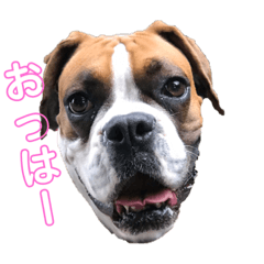 [LINEスタンプ] ボクサー犬サディ