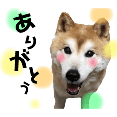 [LINEスタンプ] 柴犬スタンプ(実写)