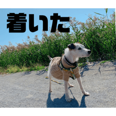 [LINEスタンプ] アレックススタンプ①